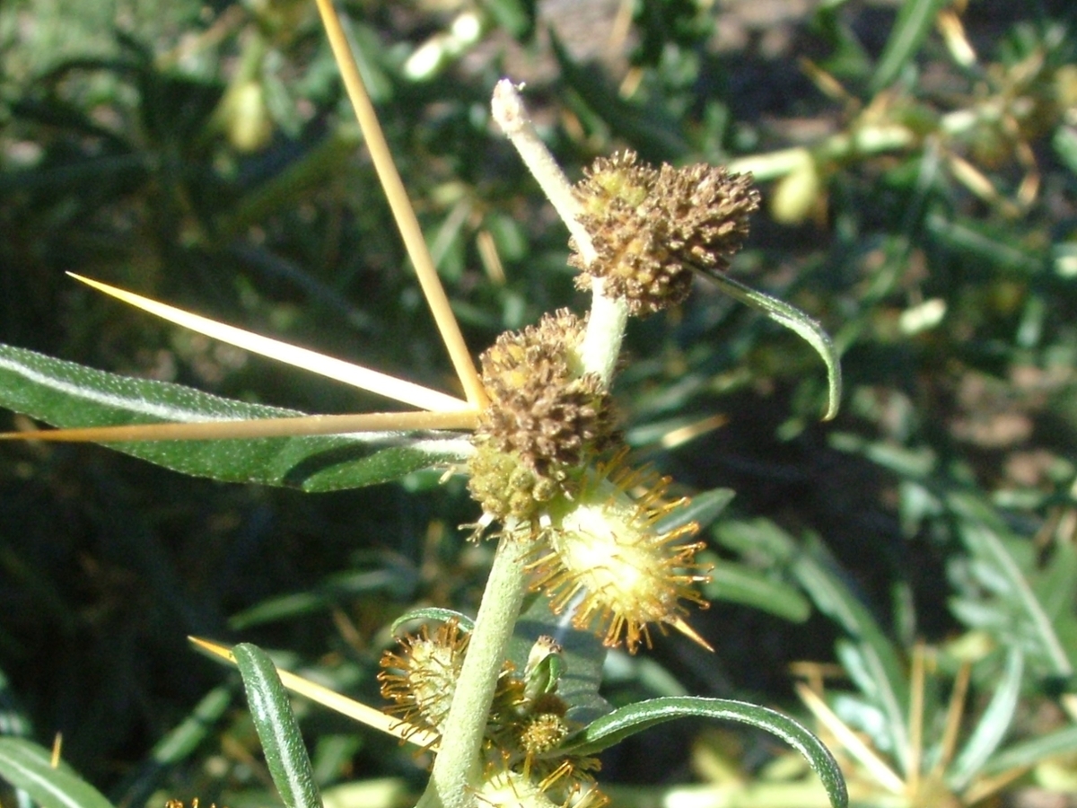 Spiny cocklebur flowers