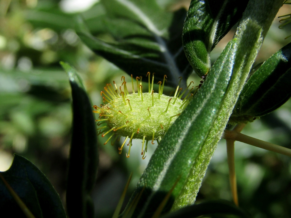 Spiny cocklebur fruit