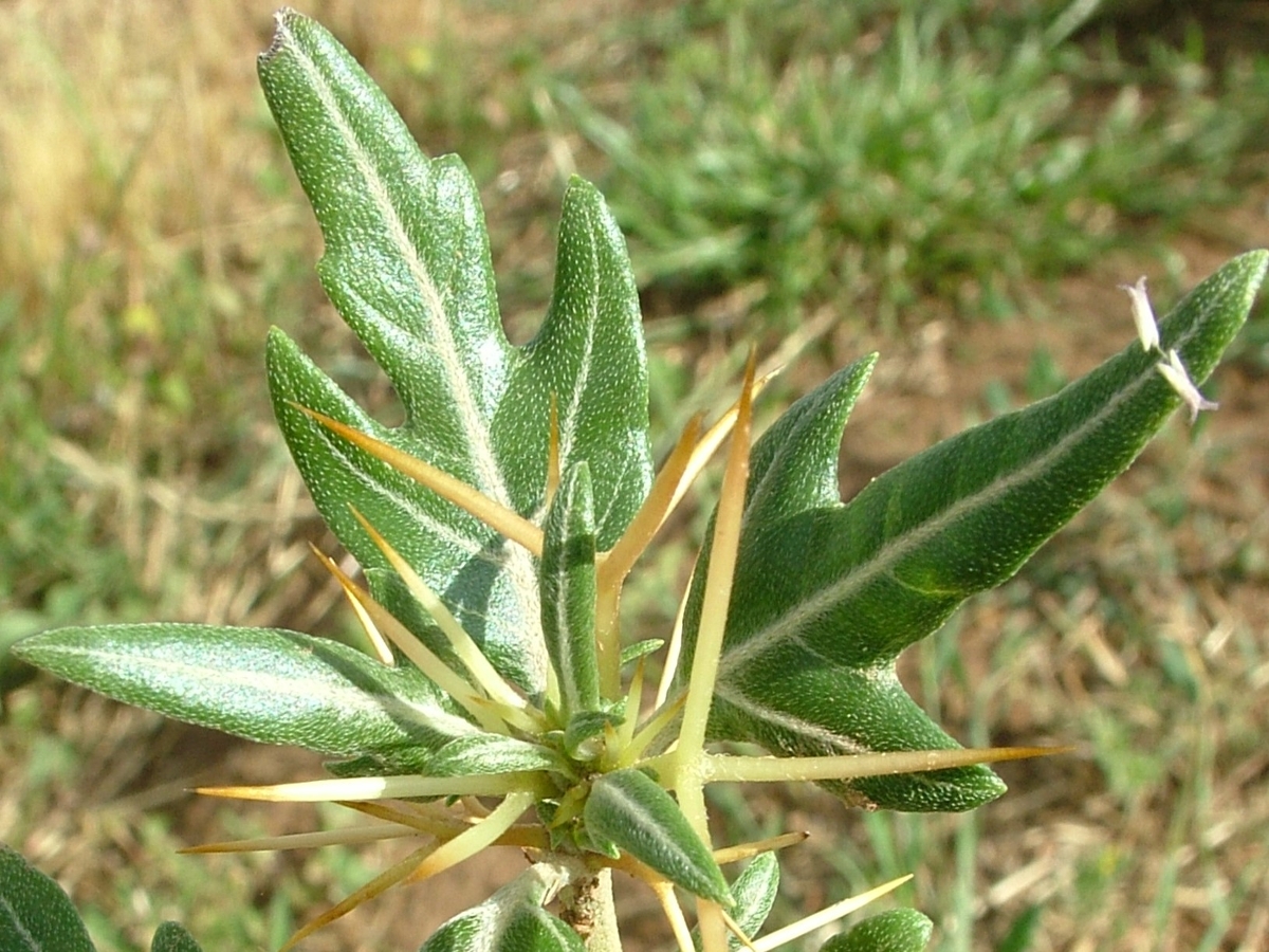 Spiny cocklebur leaf