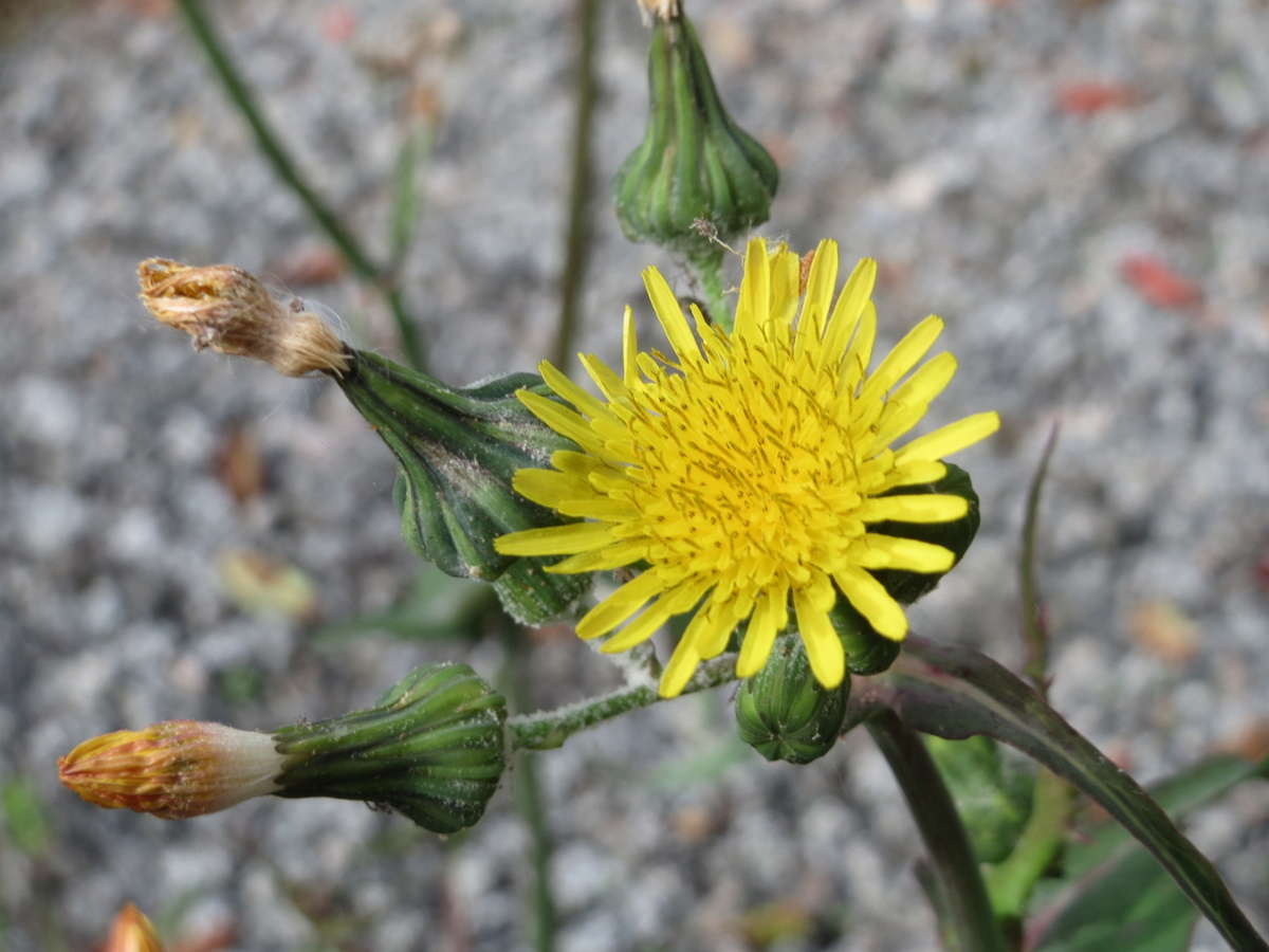 Spiny sowthistle flower