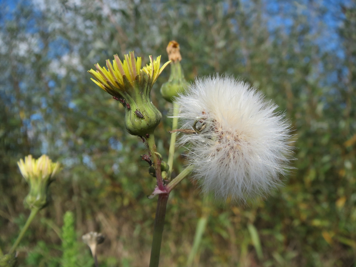 Spiny sowthistle fruit