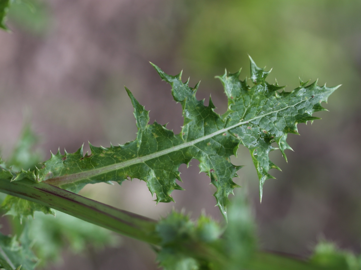 Spiny sowthistle leaf