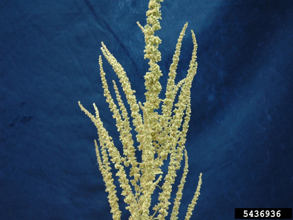 Tall waterhemp flowers