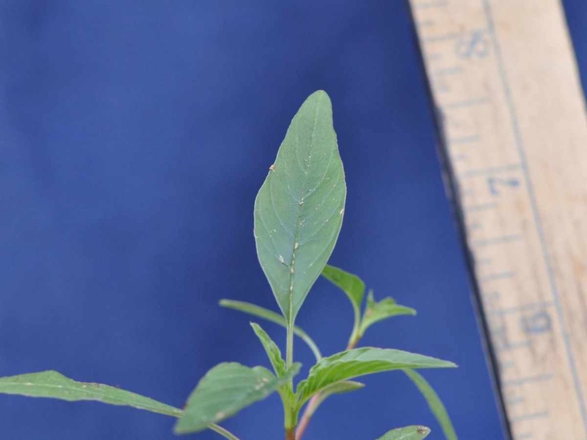 Tall waterhemp leaves