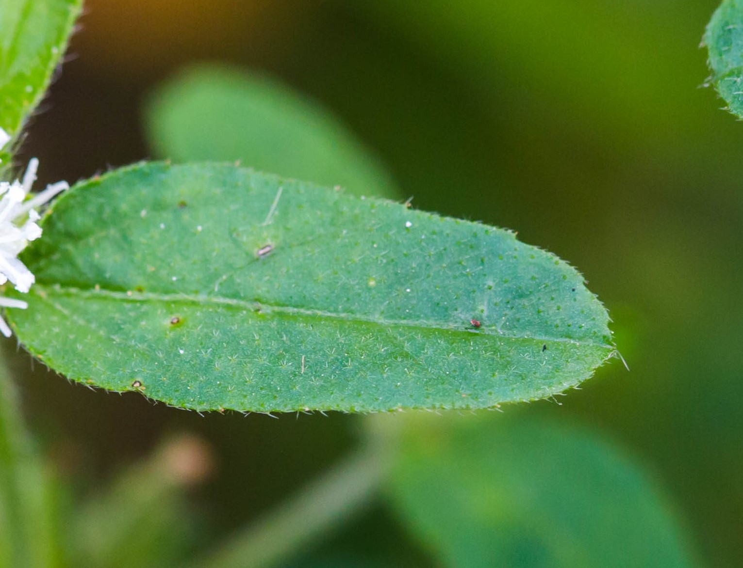 Tropic croton leaf