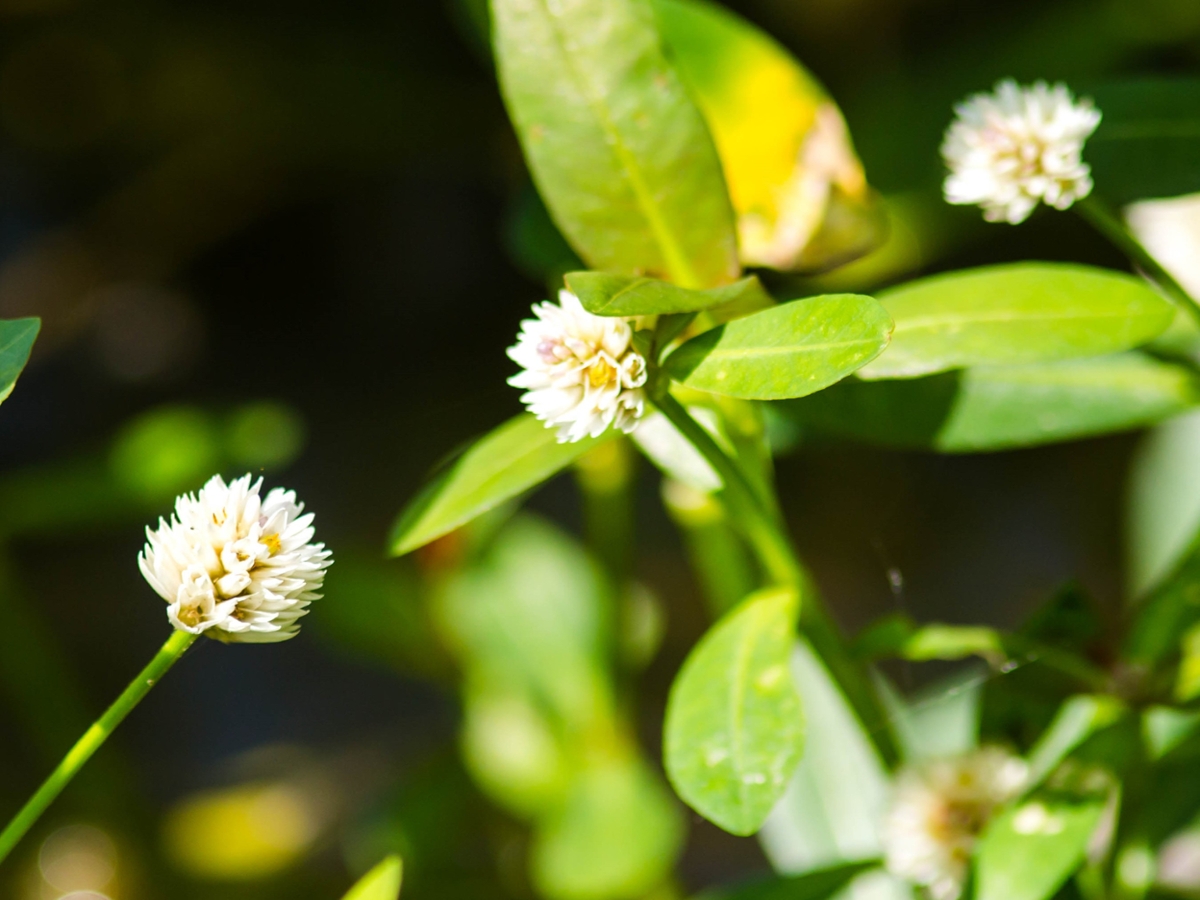 Alligatorweed flower