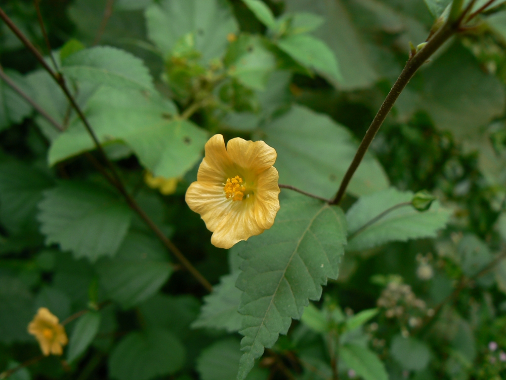 Arrowleaf sida flowers