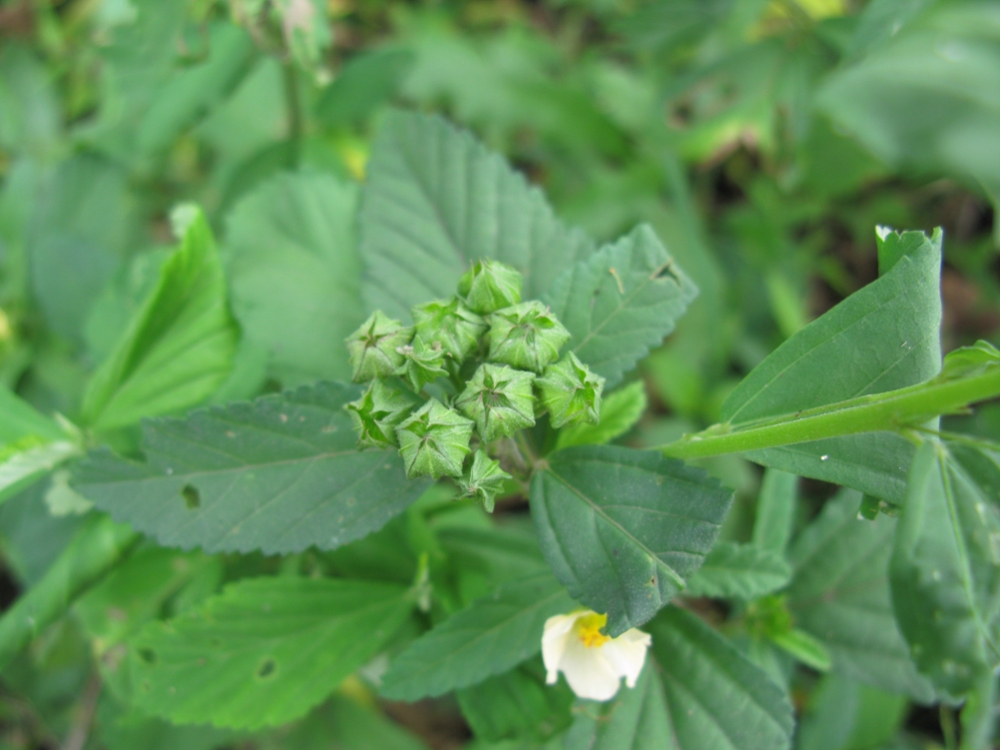 Arrowleaf sida fruit