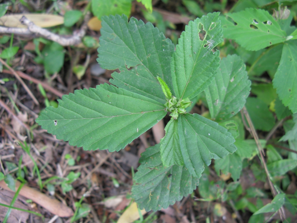 Arrowleaf sida leaves