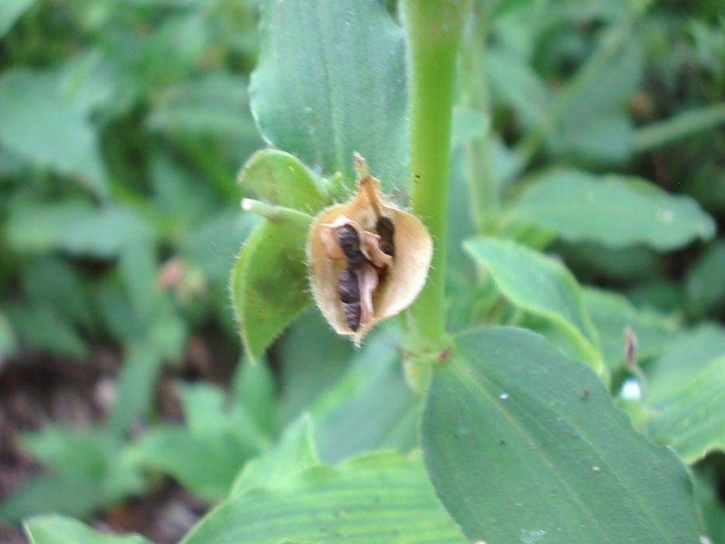 Benghal dayflower fruit