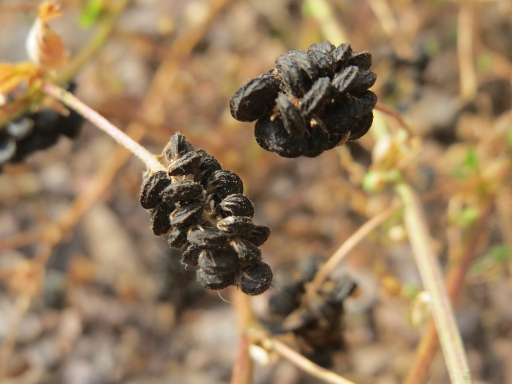 Black medic fruit