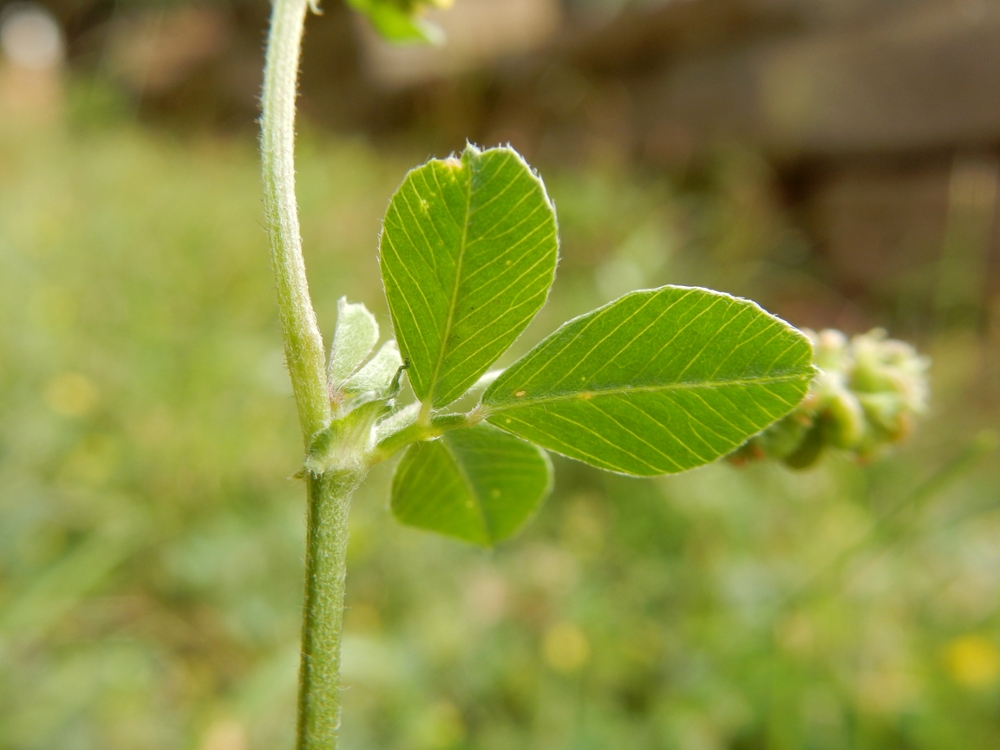 Black medic leaves