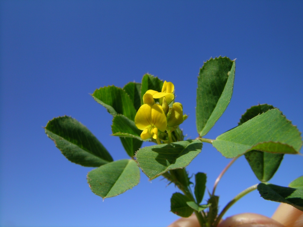 Bur clover flower