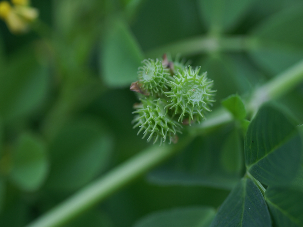 Bur clover fruit