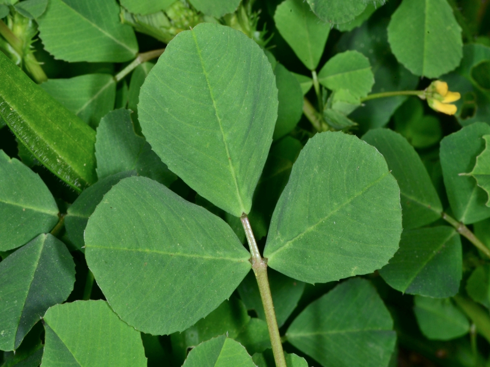 Bur clover leaf