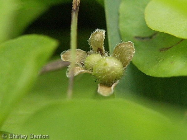 Carolina dichondra fruit