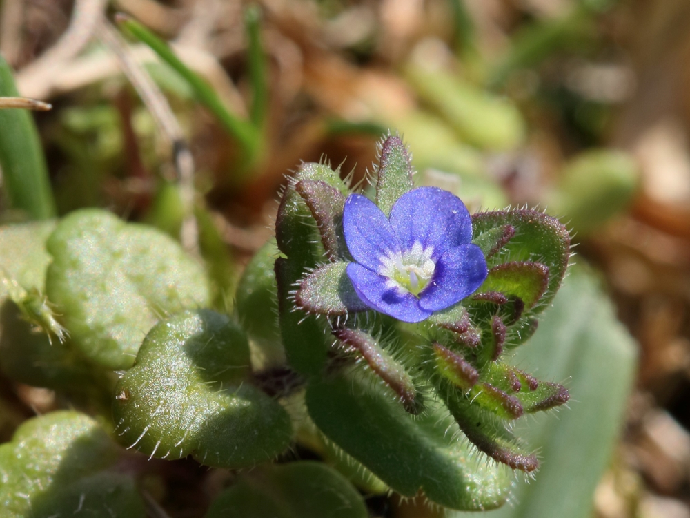 corn speedwell flower