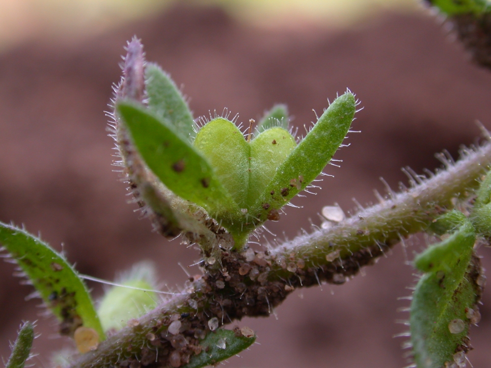 corn speedwell fruit