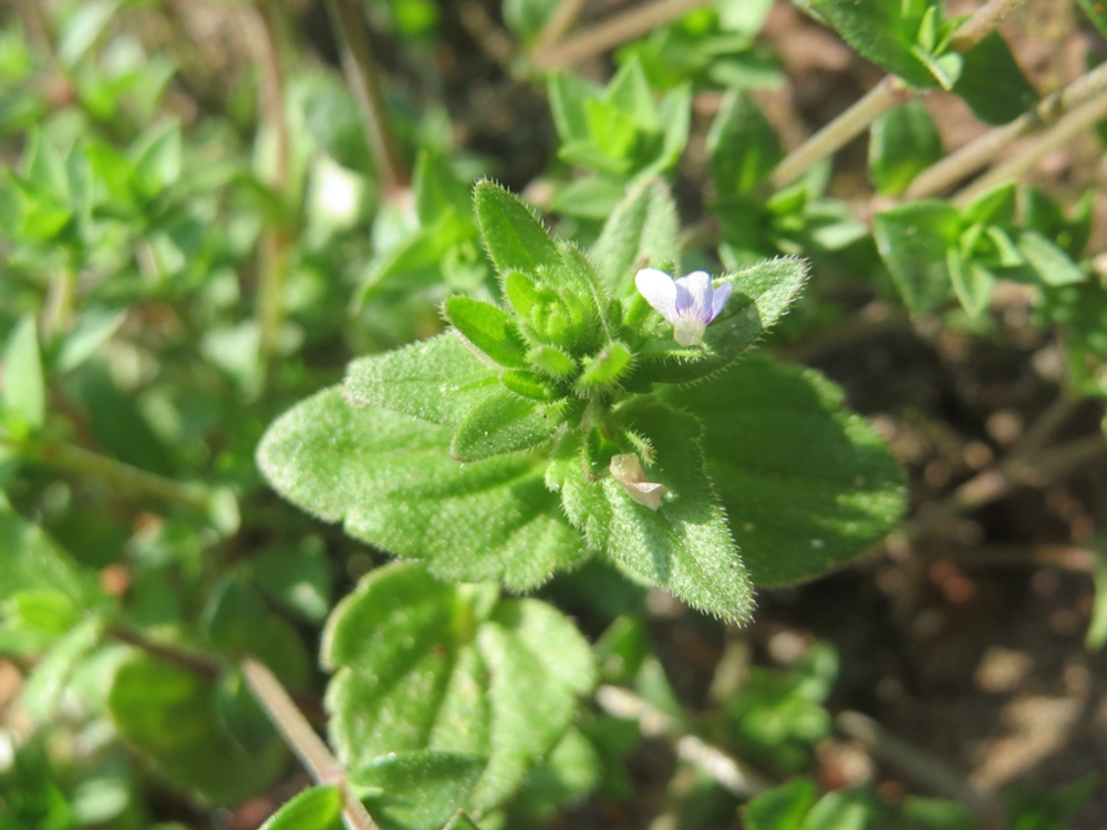 corn speedwell leaves