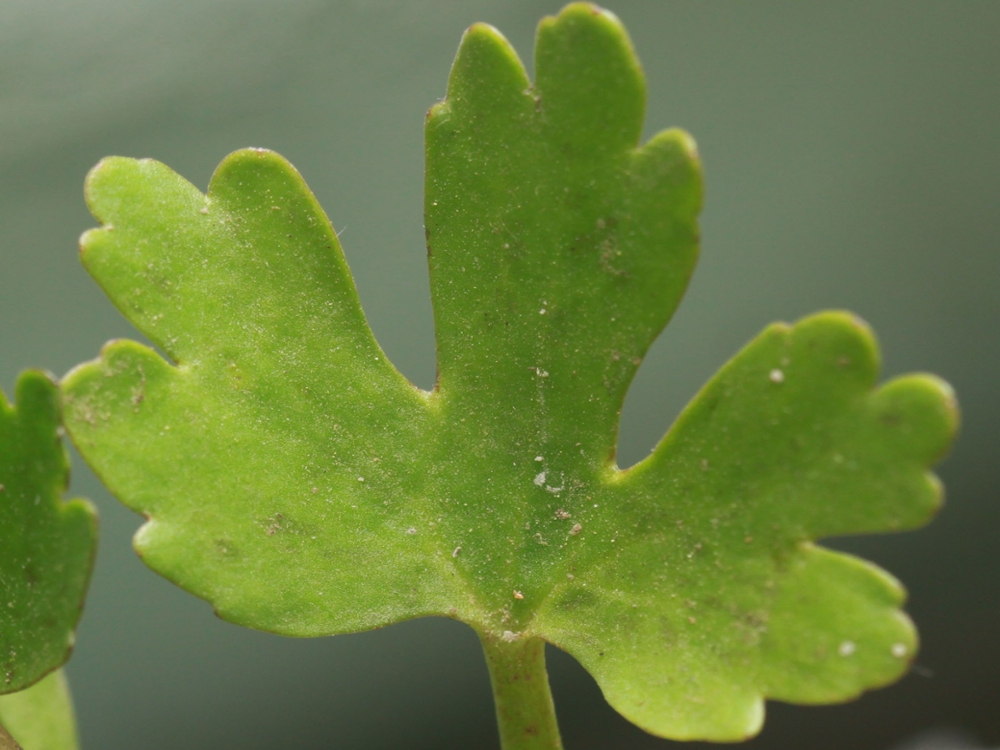 Cursed buttercup leaves