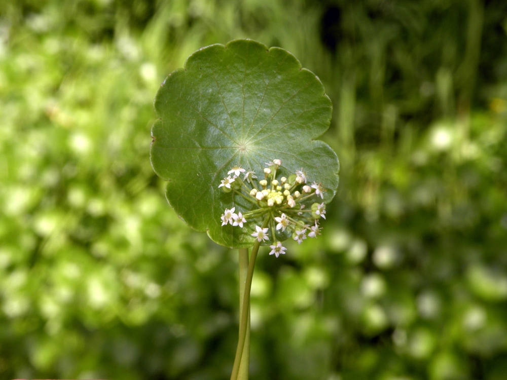 Dollarweed flower