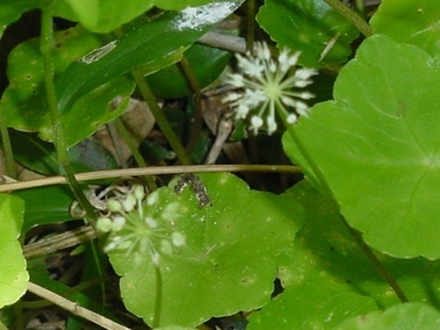 Floating pennywort flowers