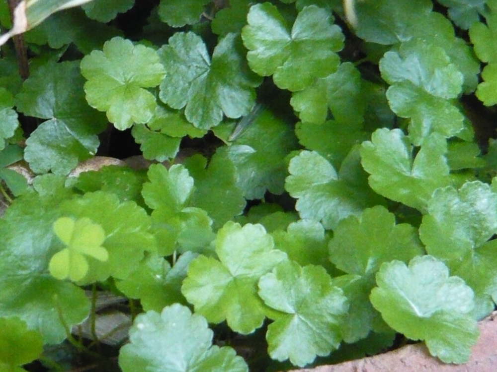 Floating pennywort leaves