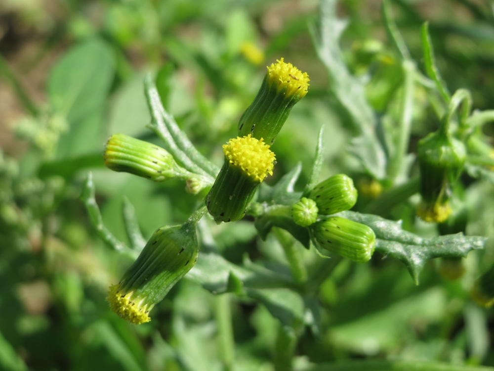 Groundsel flowers