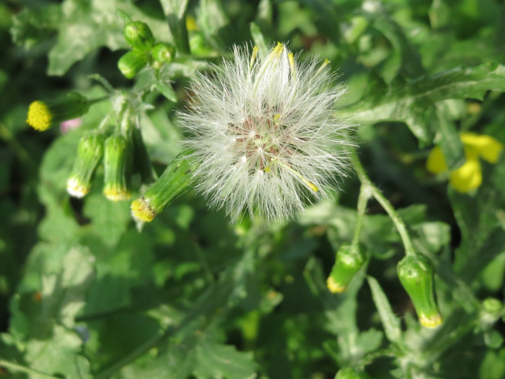 Groundsel fruit