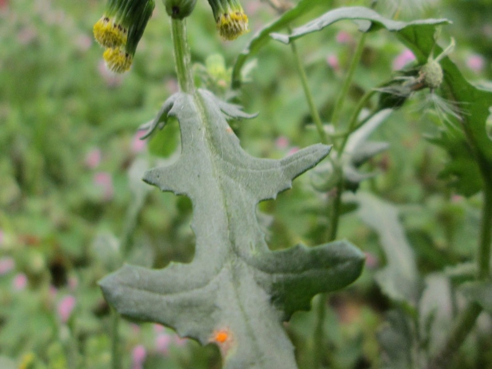 Groundsel leaf