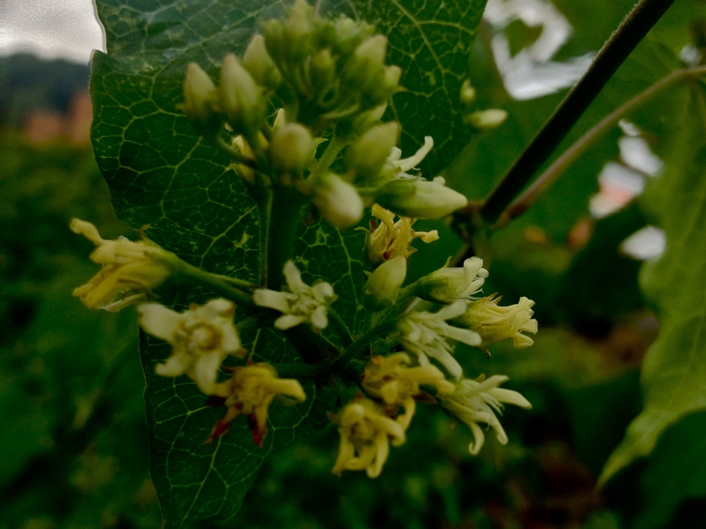 Honeyvine milkweed flowers