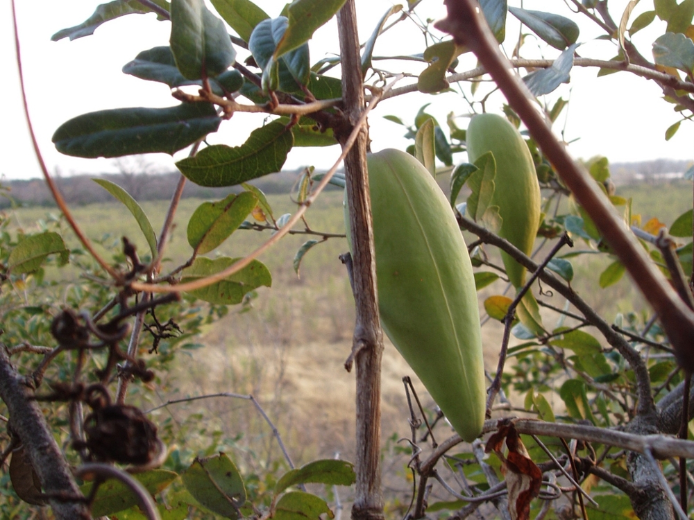 Honeyvine milkweed fruit
