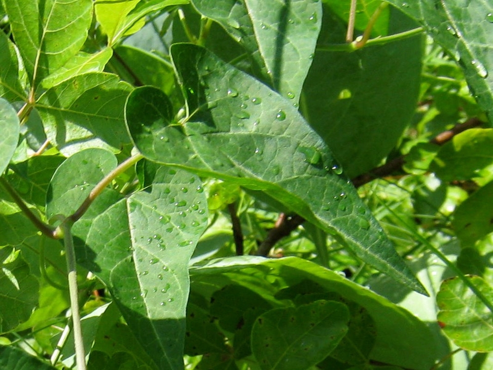 Honeyvine milkweed leaves