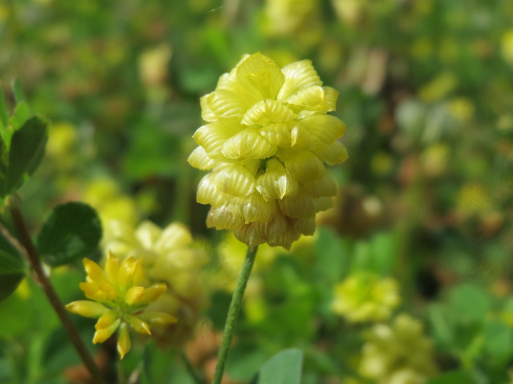 Large hop clover flowers