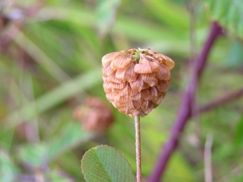 Large hop clover fruit