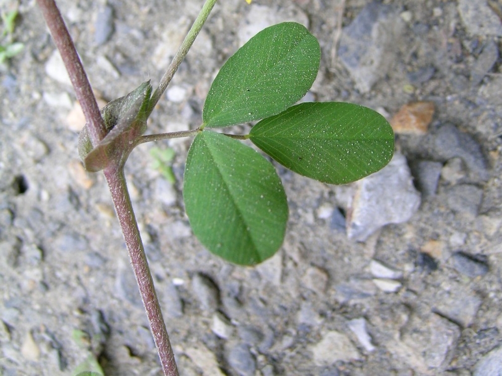 Large hop clover leaves