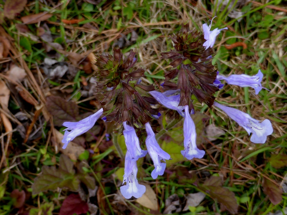 Lyreleaf sage flower