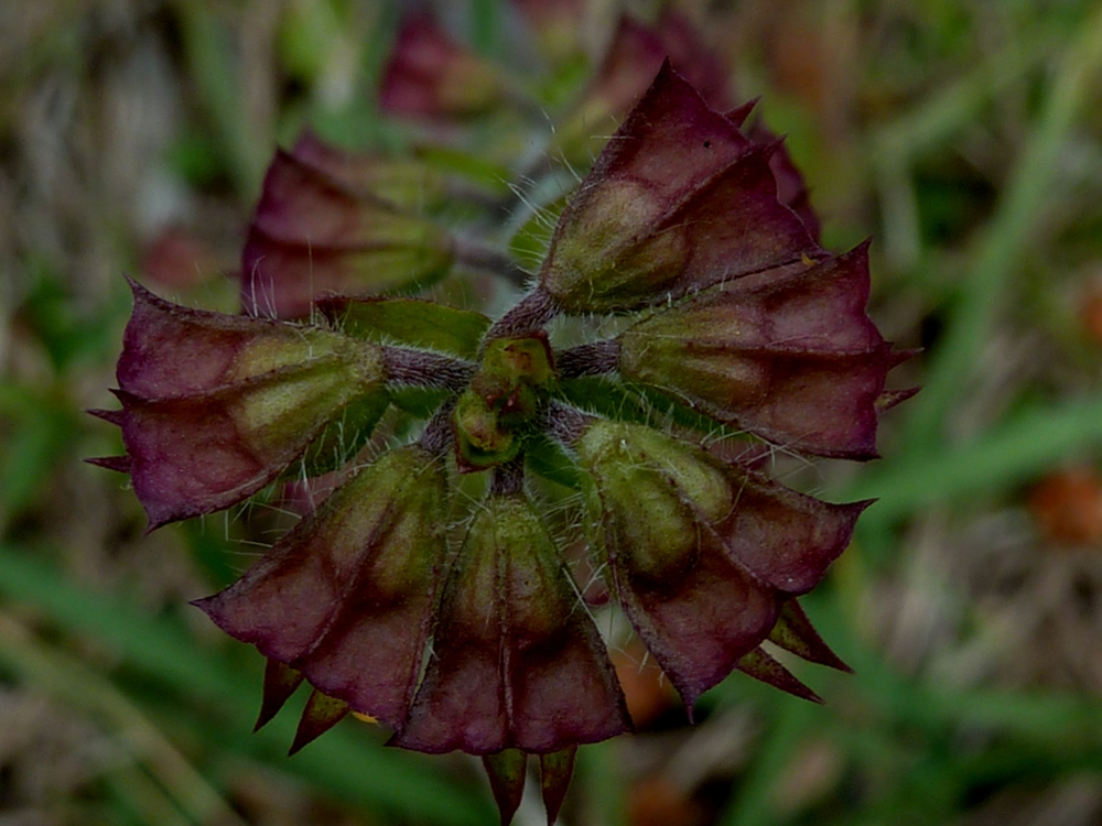 Lyreleaf sage fruit