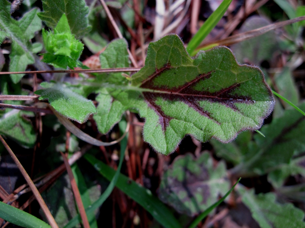 Lyreleaf sage leaf