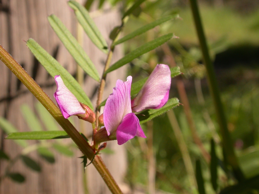 Narrowleaf vetch flower