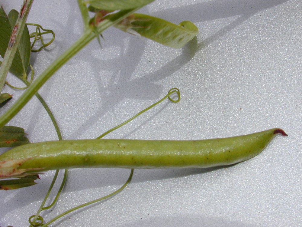 Narrowleaf vetch fruit