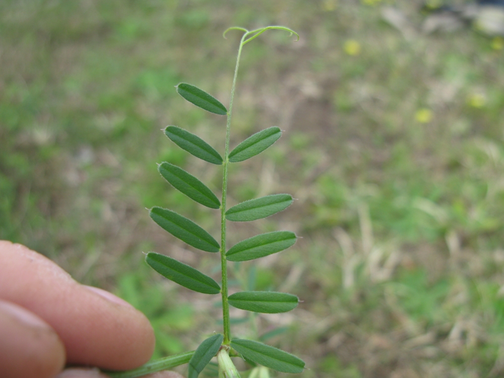 Narrowleaf vetch leaf