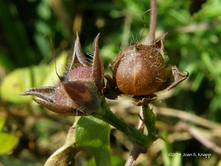 Sharp-pod morningglory fruit