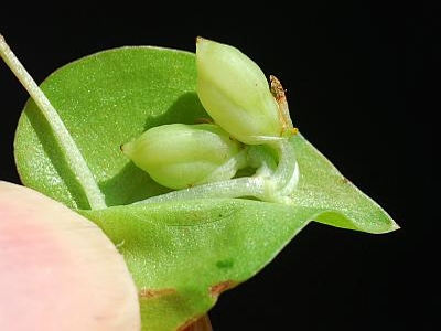 Spreading dayflower fruit