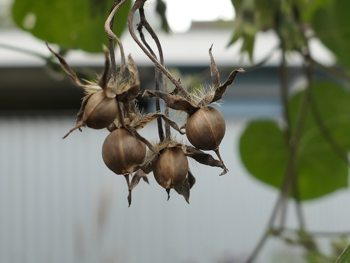 tall morningglory fruit