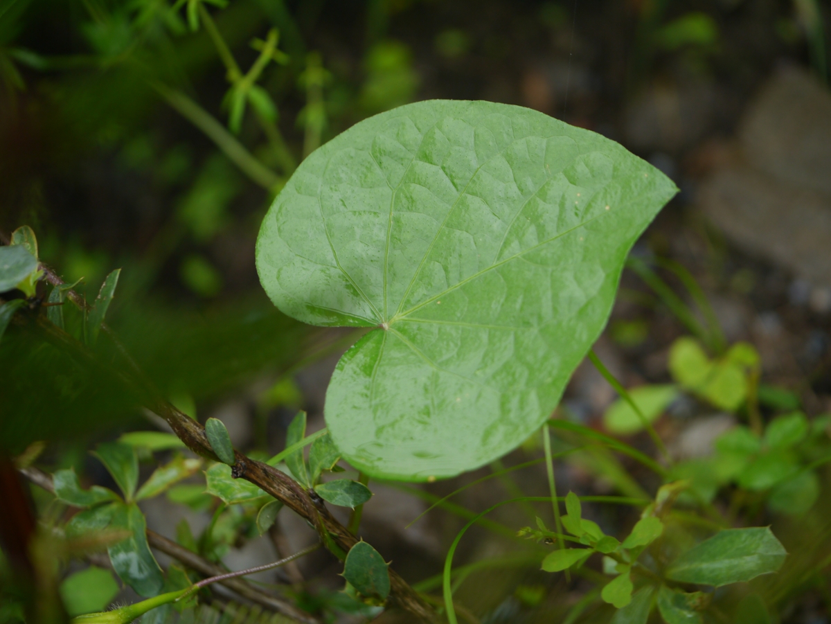 tall morningglory leaves