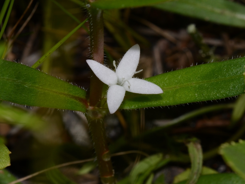 Virginia buttonweed flower