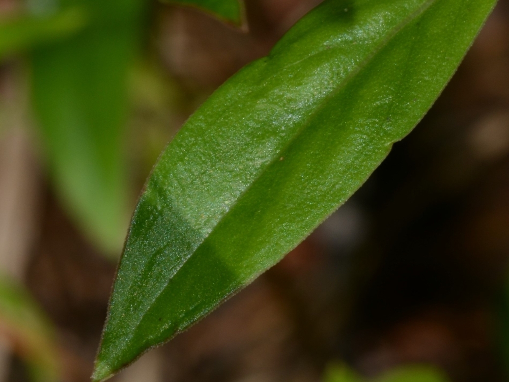 Virginia buttonweed leaf