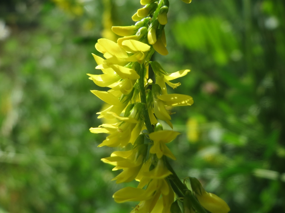 Yellow sweet clover flower