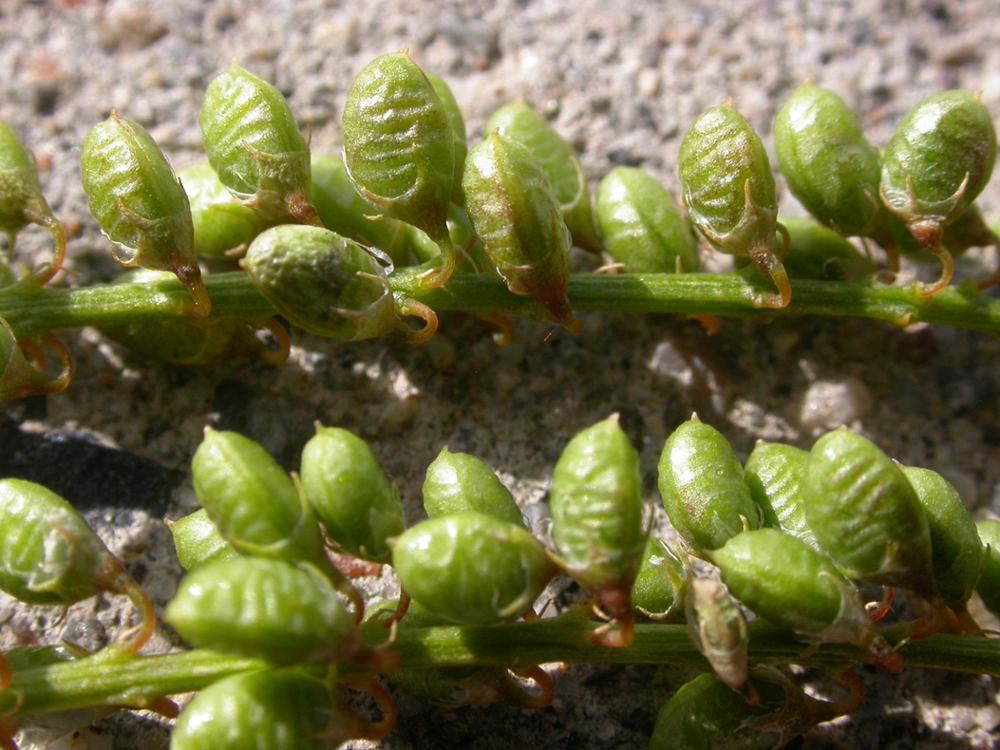 Yellow sweet clover fruit